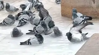 Las Palomas se Ba&ntilde;an en la Fuente de la Mora ALCALA LA REAL