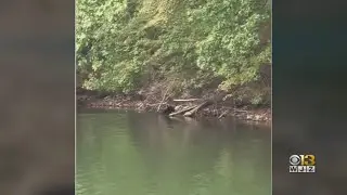Black Bear Spotted Swimming At Liberty Reservoir