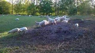 Lammetjes creche Stadspark Staddijk