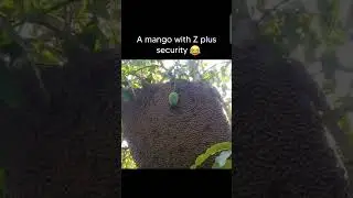 🤣😂mango security 🤣😂/🤣😂bet you have done this🤣😂 . will be back consistently