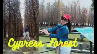 Cypress Forest Beautiful Place
