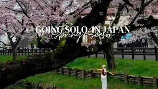 Spring in Japan : Chasing Cherry Blossoms | Shingashi River, SAITAMA #shorts #shortvideo