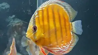 알록달록 디스커스~ #디스커스 #discus #discusbreeding
