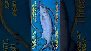 LIGHT TACKLE, HEAVY FISH! Shimano LureMatic Light Rod Handles 3KG Threadfin Salmon #tackletips