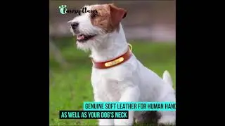 Personalized Dog Collar Leash Set - Genuine soft Leather | Pawsy Claws