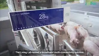 COMMECT Living Labs: Denmark - Livestock transport
