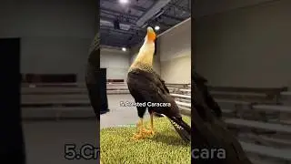 Beautiful Sounds Of Nature #fyp #foryou #birds #animals #viral #shorts #fy  @muhammadsaadzubair3673
