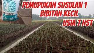 Pemupukan susulan 1 pada tanaman bawang merah bibit kecil #petanibawangmerahnganjuk #kementan