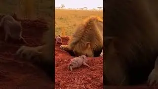 Lion Works Overtime for ONE More Warthog&hellip; 😂🦁⏳ Survival Skills in Action #Wildlife #Nature #Lion