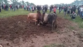 Iadaw masi Saw Nongkrem ma Juh vs Jnor ma Chan