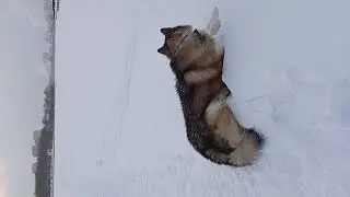 #маламут #malamute #собака #dog #dogshorts #dogs #cutedog #cute VID_20260202_170712 .