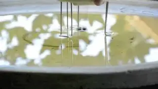 Water Wiggler Bird Bath Agitator | Gardeners Edge
