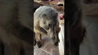 Cindy the Baboon letting of some gas 🤣💨🐵  #baboon #funnyanimals #wildlife #farmlife