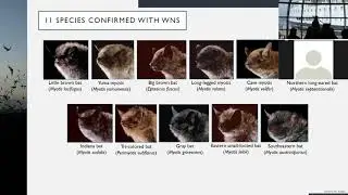 White Nose Syndrome: A Deadly Bat Disease