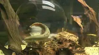 Fl&ouml;sselhecht unglaublich, Glasglocke im Aquarium:O