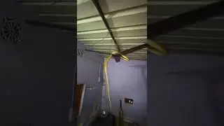 The snake 🐍 is enjoy the fan #wildlife