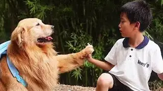 生活平淡，但是有無微不至的親情；歲月沈悶，仍然有嘻笑吵鬧的友情。#金毛路虎#金毛 #正能量