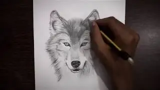 Let's draw wolf  (: speed art :):