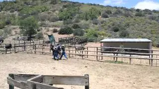 Miles The Ostrich Rider