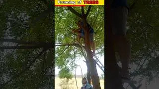 Manual Prunning of Trees🌳🌳 at Farms 🔥🔥 in Rajasthan #trending #youtubeshorts #viral #shorts