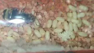 Lasius Myops 2023 07 30