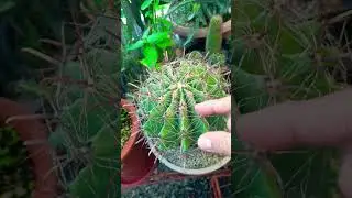 #Succulent #plant #succulents #plants #cactus #propagation #homegarden #tips #care