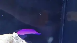 Black Cap Basslet nas baterias da Fishland