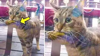 Hungry Cat Went to a Store with a Leaf to Buy Fish, Then the Seller Did Something Unbelievable!