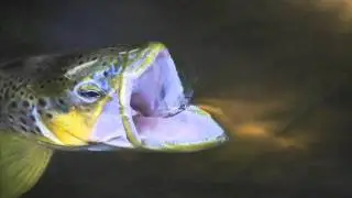 Danica och vulgata triggar stor&ouml;ringen Big trout go for Danica and Vulgata