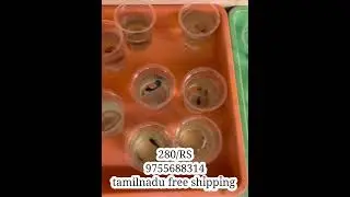 betta combo offer 280/Rs Tamilnadu Free shipping #guppy #wholesale #kolathurfishfarm #bluebettafish