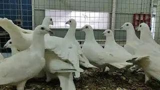 22.01.2026г Почтовые на Продажу!!!, +7 963 658-38-35 Анатолий