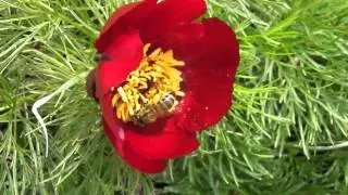 Beetles, Bees and Wild Peony Flowers