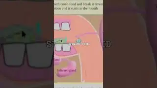 Digestive System: What Really Happens Inside? Biology #learningmole #kidslearning