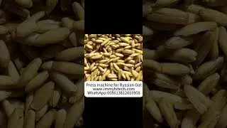 Russian Oat test flake machine,flake master in grain,pulse,oil,feed: www.immy.cn/www.immyhitech.com