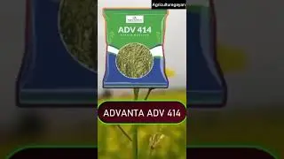 🍀सरसों की पांच अच्छी वैरायटी 🍀। Sarson Ki Top-5 Variety !Sarson Ki New Variety#kskagriculturegayan