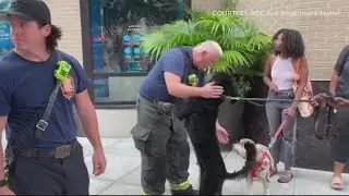 Fire breaks out at DC pet supply store