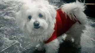 Cute little Maltese dog - with a red vest
