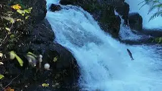 Sunset Falls &bull; East Fork Lewis River, near Yacolt, WA &bull; Fish jumping