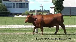 Lot 8 RPCC Red Madonna 253M