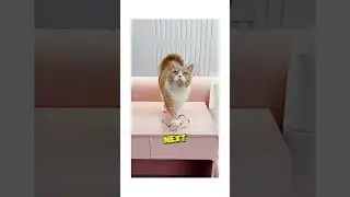 The Most Loyal Cat Comforts His Sad Owner 🐱💖 | Heartwarming Story #shorts
