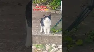 #cute cat say sorry#cat #cats #catvideos #catvideos #catlovers #cute #funny #fun #comedy