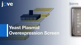 High-Throughput Yeast Plasmid Overexpression Screen l Protocol Preview