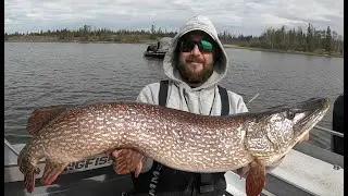 Great Slave Lake Trophy northerns on fly with Blackjack Fishing