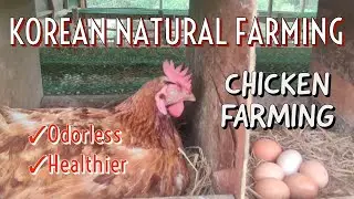 Odorless Chicken Farming | Korean Natural Farming Method | Organic Farm to be in the Philippines 🥚🐔