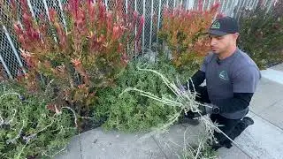 How to Prune Salvia Leucantha 'Santa Barbara' after it is done blooming in the Summer.