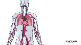 Cuore e sistema circolatorio: come funzionano