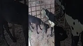 Aggressive goat behaviour during breeding season