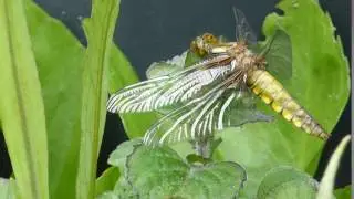 Male four-spotted chasers - Libellula quadrimaculata  - Drekafluga -  Skord&yacute;r - Vatnafluga -