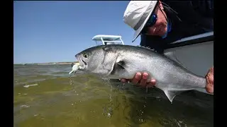 Lucky Liam Tackle World Fly Fishing The Bluefish Run with our New Orvis Helios 8 weight Fly Rod