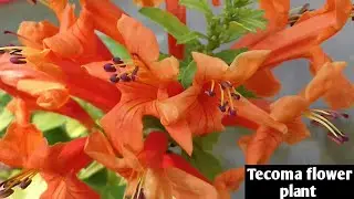 226.How to grow and care Tecoma flower plant best summer Flower plant